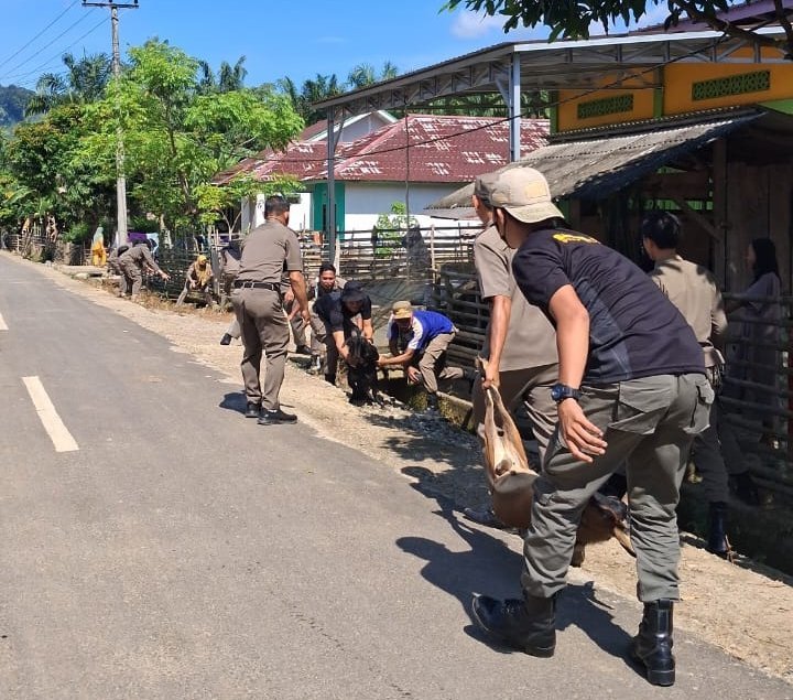 Plt Kasat Pol PP Kaur Terjun Langsung Tegakkan Perda Hewan Ternak